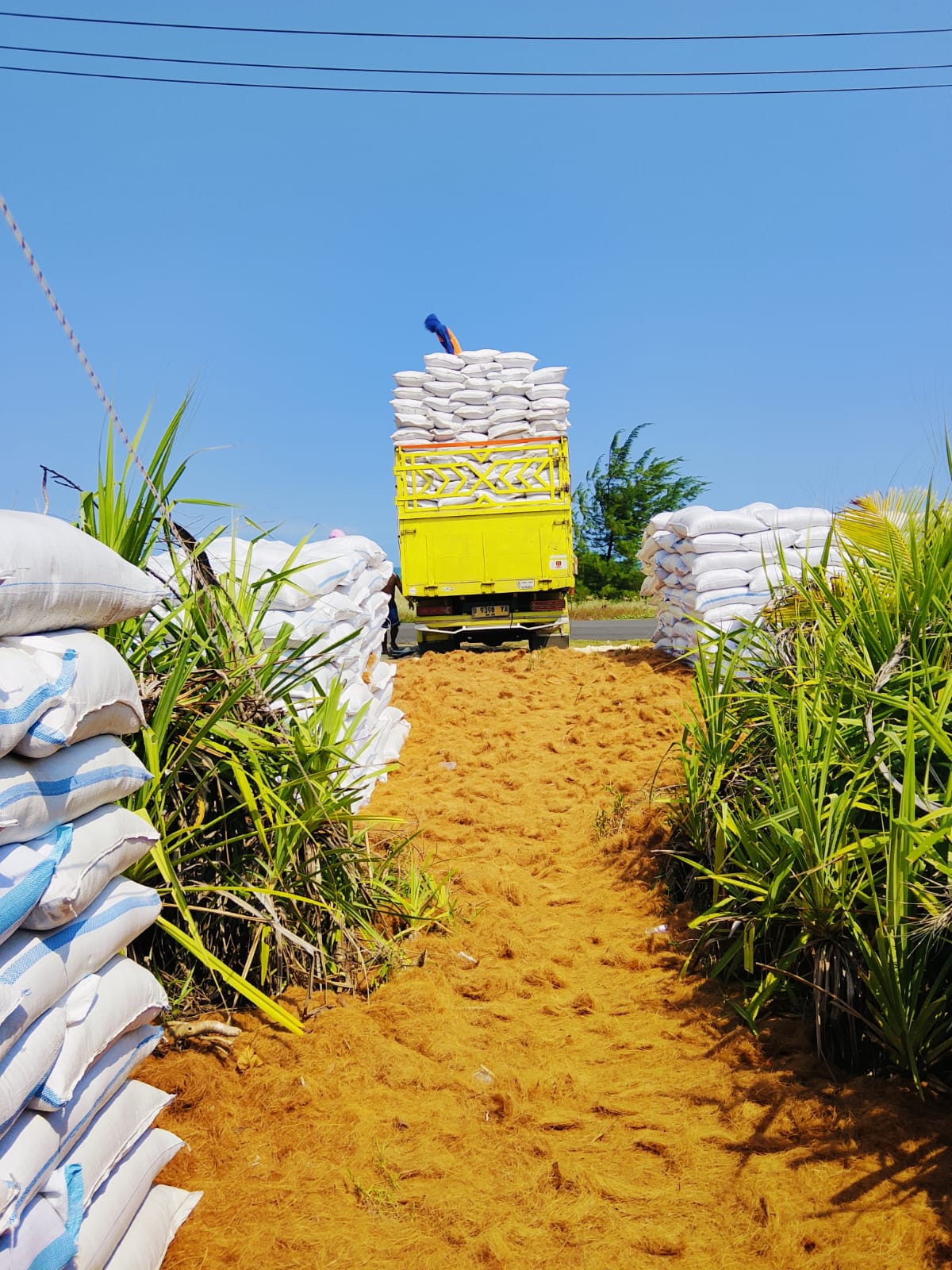 Loading coco peat for export