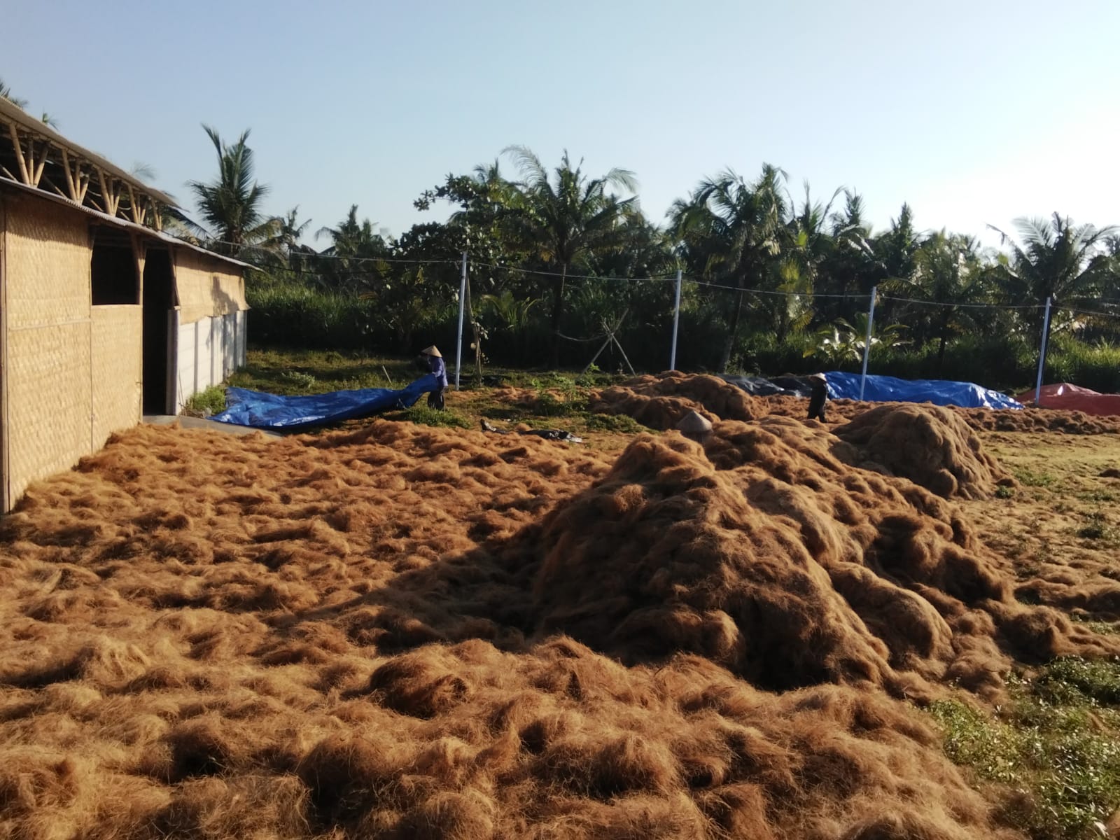 Coco fiber drying at our Indonesian facility