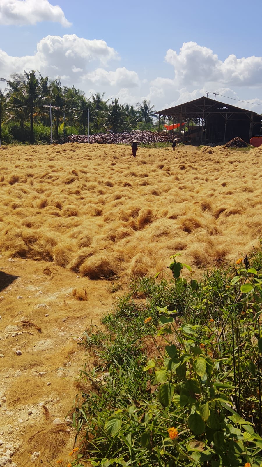 Coco fiber field ready for baling